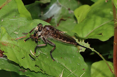 Efferia nemoralis