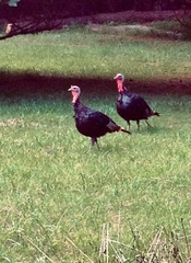 Meleagris gallopavo silvestris