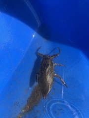 Lethocerus americanus