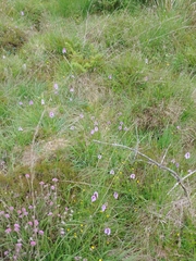 Dactylorhiza maculata