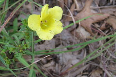Aureolaria flava