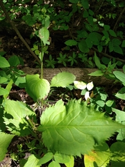 Solidago flexicaulis