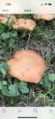 Polyporus radicatus