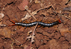 Cormocephalus westwoodi