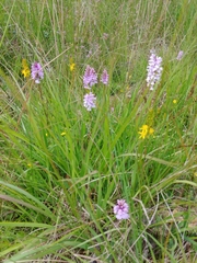 Dactylorhiza maculata