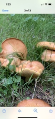 Polyporus radicatus