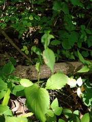 Solidago flexicaulis