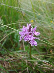 Dactylorhiza maculata
