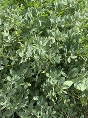 Baptisia australis