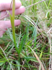 Dactylorhiza maculata