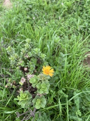 Haplopappus foliosus