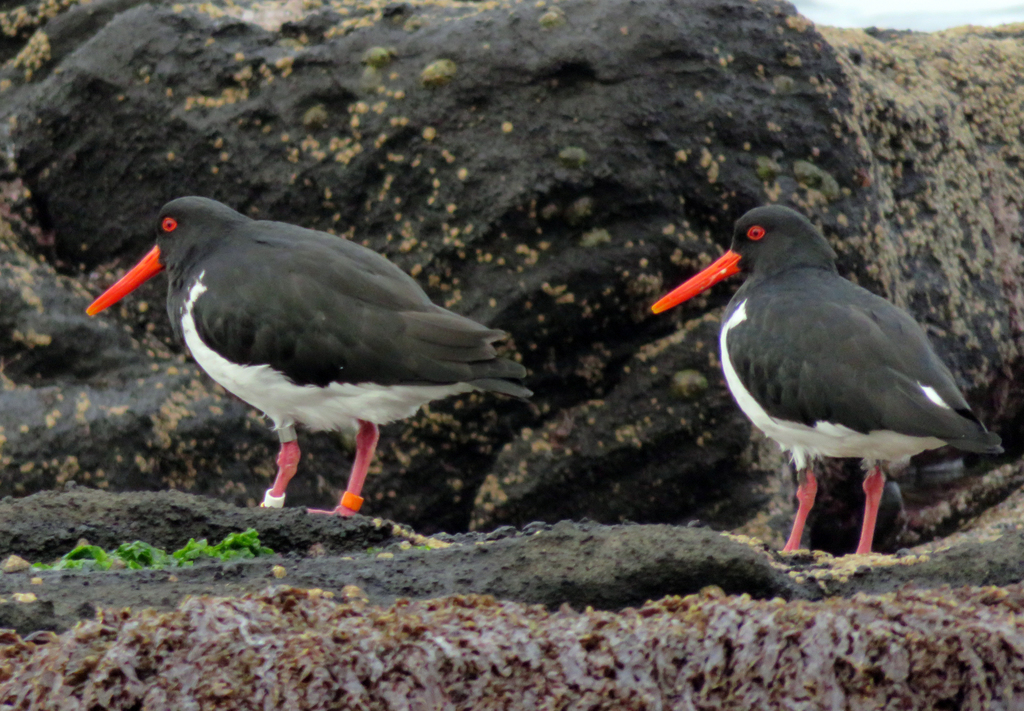Chatham Islands Oystercatcher