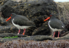 Chatham Oystercatcher photo 4