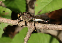 Efferia nemoralis