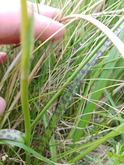 Dactylorhiza maculata