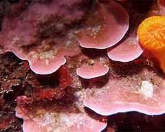 Lithophyllum stictaeforme