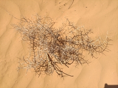 Salsola tragus