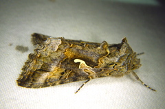 Autographa californica