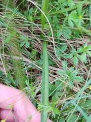 Dactylorhiza maculata