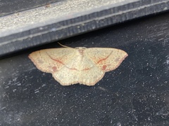 Cyclophora punctaria