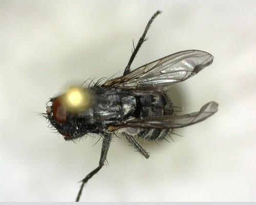 iNaturalist observation photo of Flesh Flies and Satellite Flies