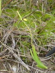 Bulbine
