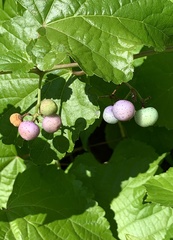 Ampelopsis glandulosa