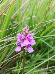 Dactylorhiza maculata