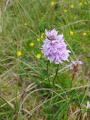Dactylorhiza maculata