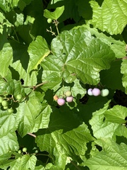 Ampelopsis glandulosa