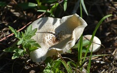 Lentinus