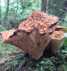 Turbinellus kauffmanii