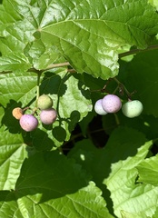 Ampelopsis glandulosa