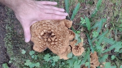 Turbinellus kauffmanii