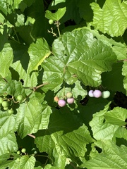 Ampelopsis glandulosa