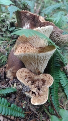 Turbinellus kauffmanii