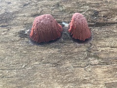 Stemonitis splendens