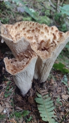 Turbinellus kauffmanii