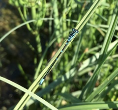Coenagrion pulchellum