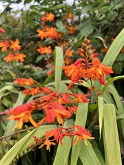 Crocosmia paniculata