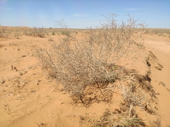 Salsola tragus