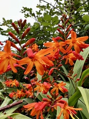 Crocosmia paniculata