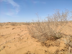 Salsola tragus