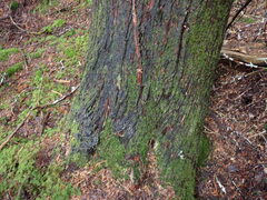 Protopannaria pezizoides