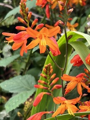 Crocosmia paniculata