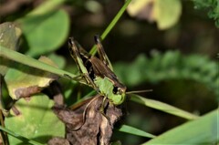 Pseudochorthippus parallelus