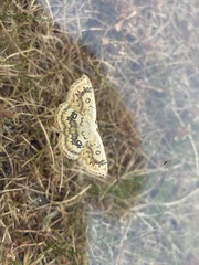 Cyclophora annularia