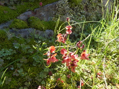 Indigofera heterophylla