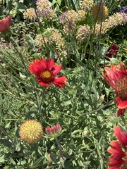 Gaillardia