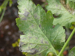 Plasmopara pastinacae